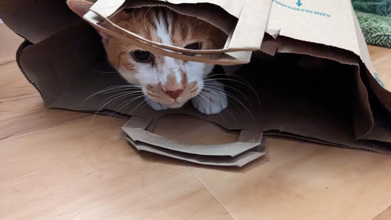 an orange and white cat inside of a tipped over paper grocery bag on the floor